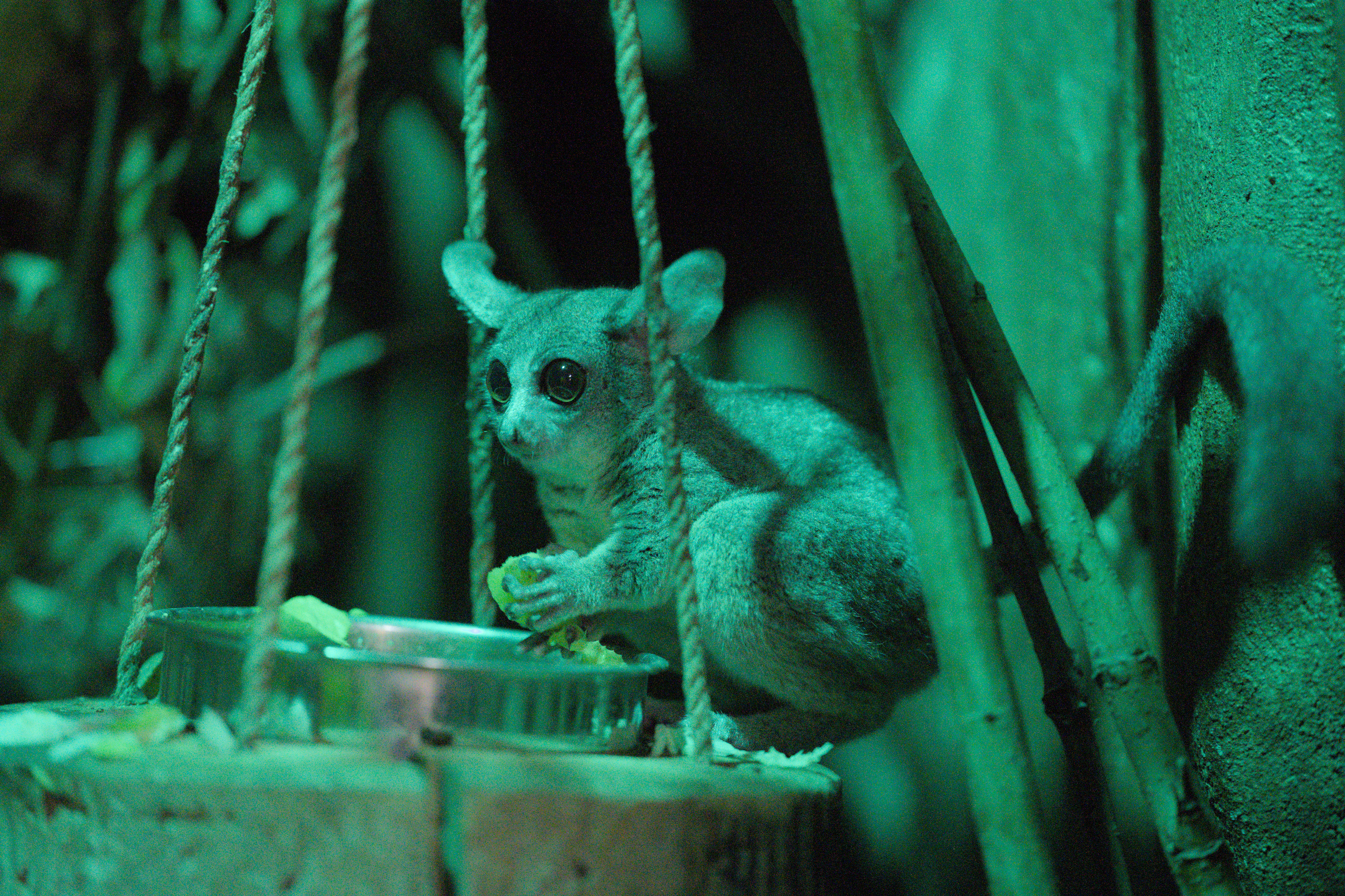 2025/10/12 - zoo/DSC_0295.jpg